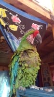 Zeus the Macaw